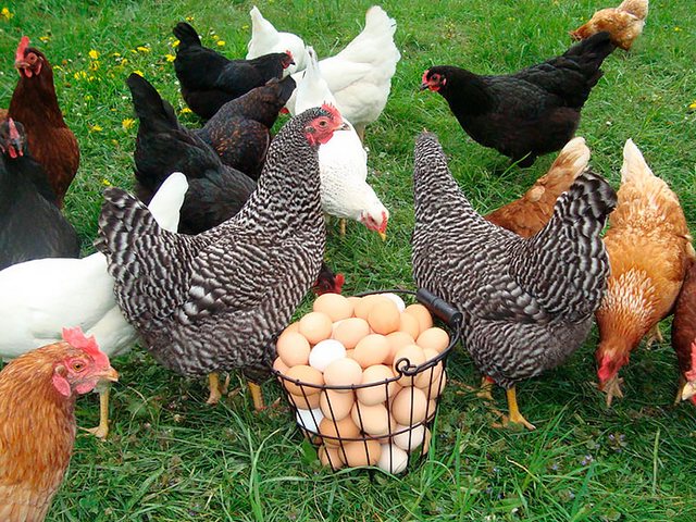 Содержание кур и уход за ними | ЗооТом - продажа, вязка и услуги для животных в Петушках