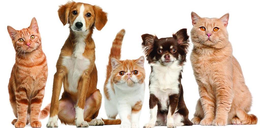 Доска объявлений о животных | ЗооТом - продажа, вязка и услуги для животных в Петушках