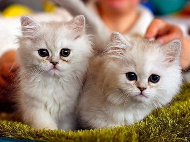 Породы кошек в Петушках | ЗооТом портал о животных