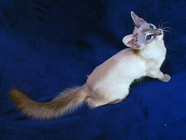 Выведенные породы кошек в Петушках | ЗооТом портал о животных