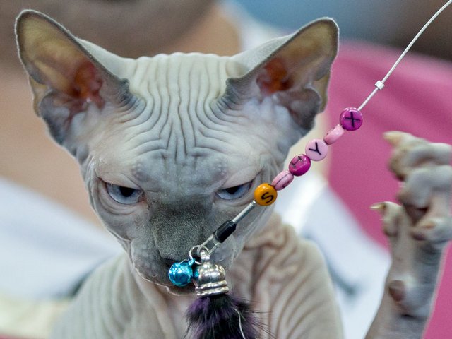 Выставки кошек в Петушках | ЗооТом портал о животных