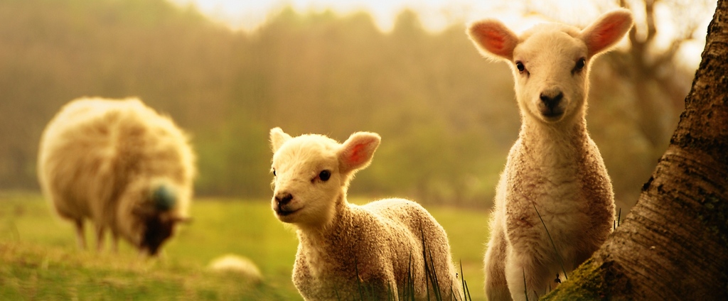 Объявления о сельскохозяйственных животных | ЗооТом - продажа, вязка и услуги для животных в Петушках