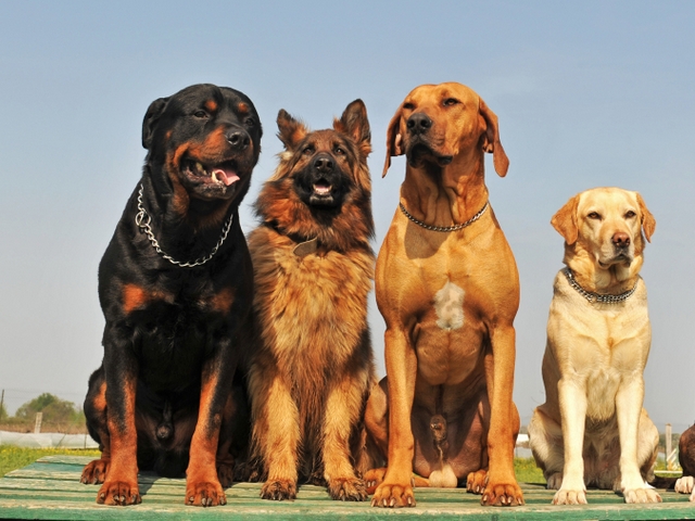 Крупные породы собак в Петушках | ЗооТом портал о животных