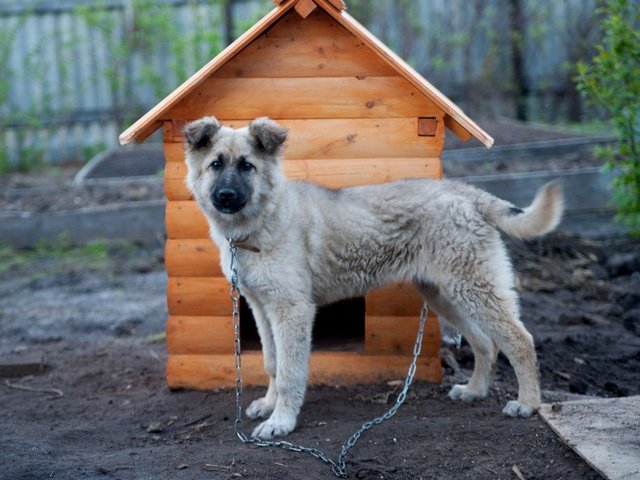 Все о собаках в Петушках Все о собаках в Петушках